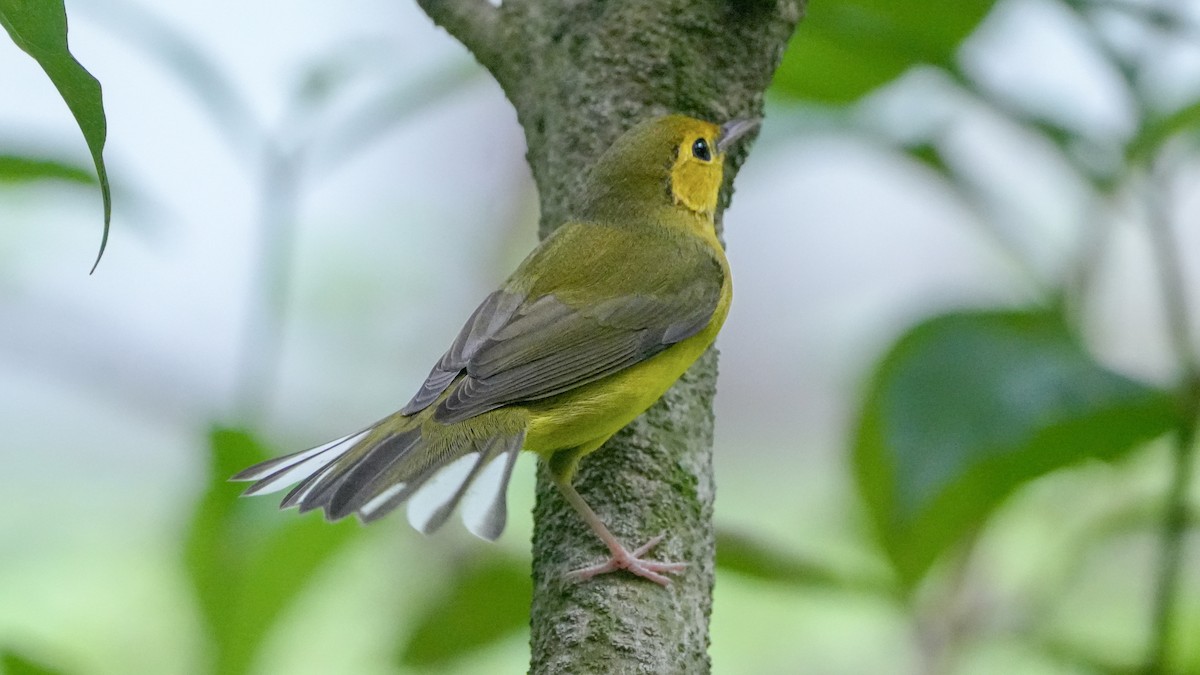 Hooded Warbler - ML642069887