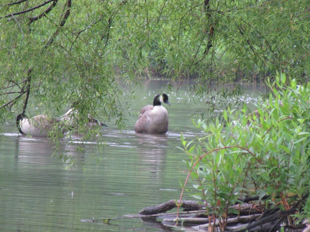 Canada Goose - ML642069890