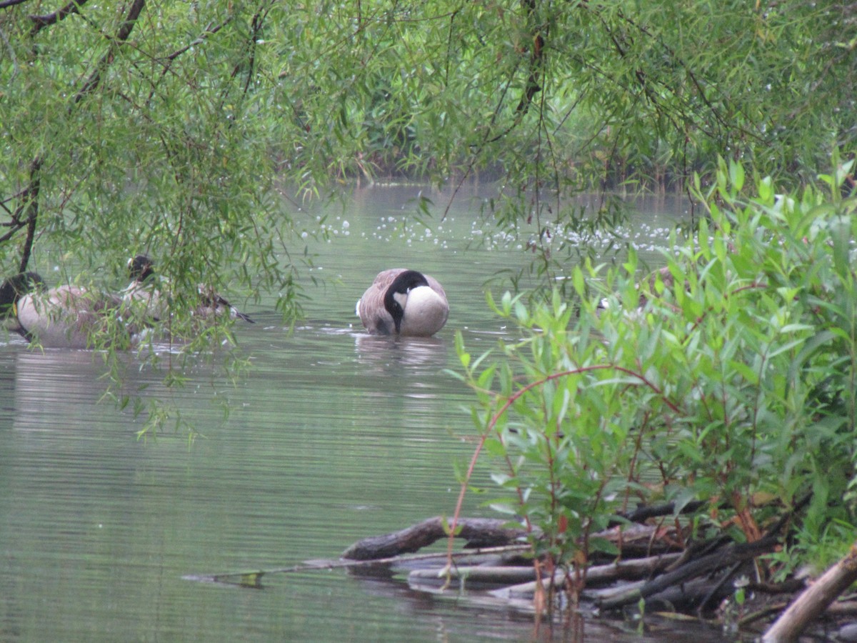 Canada Goose - ML642069892