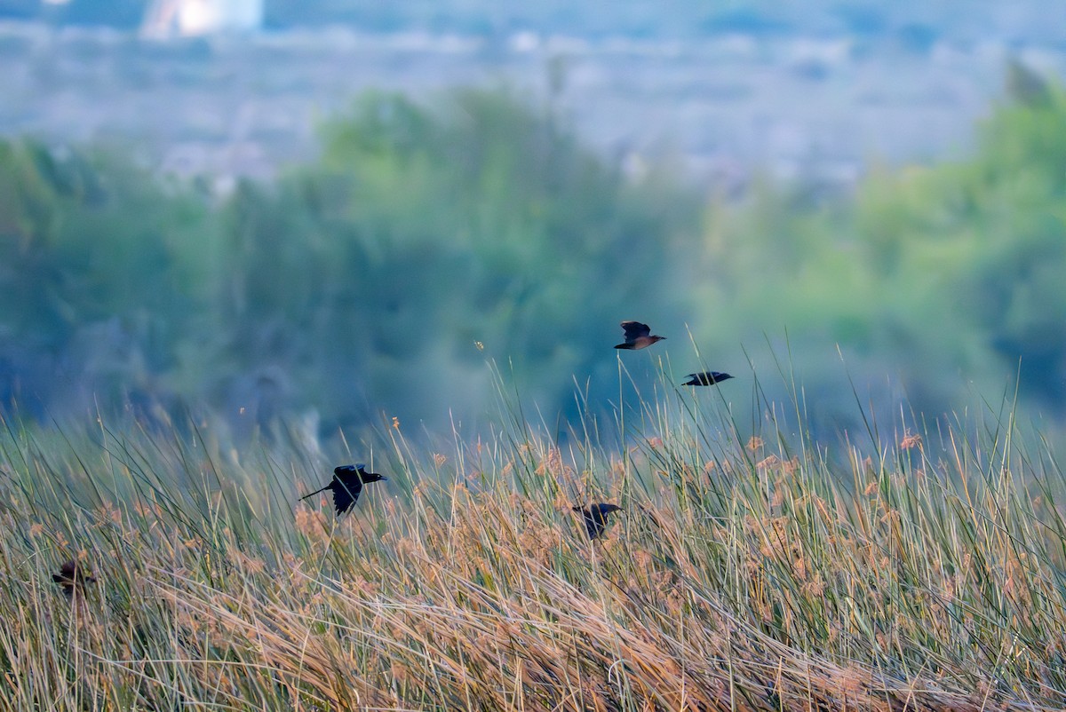 Great-tailed Grackle - ML642069894