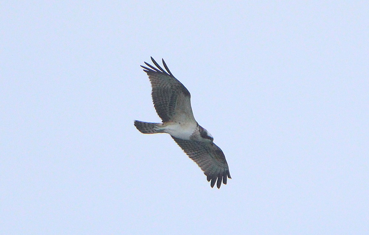 魚鷹 - ML642069898
