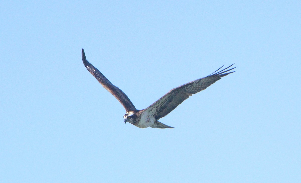 魚鷹 - ML642069899