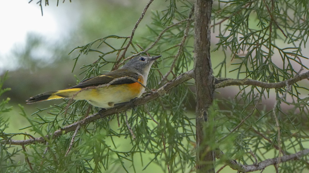 American Redstart - ML642069903