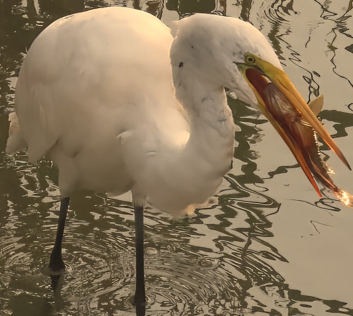 egretthegre - ML642069906