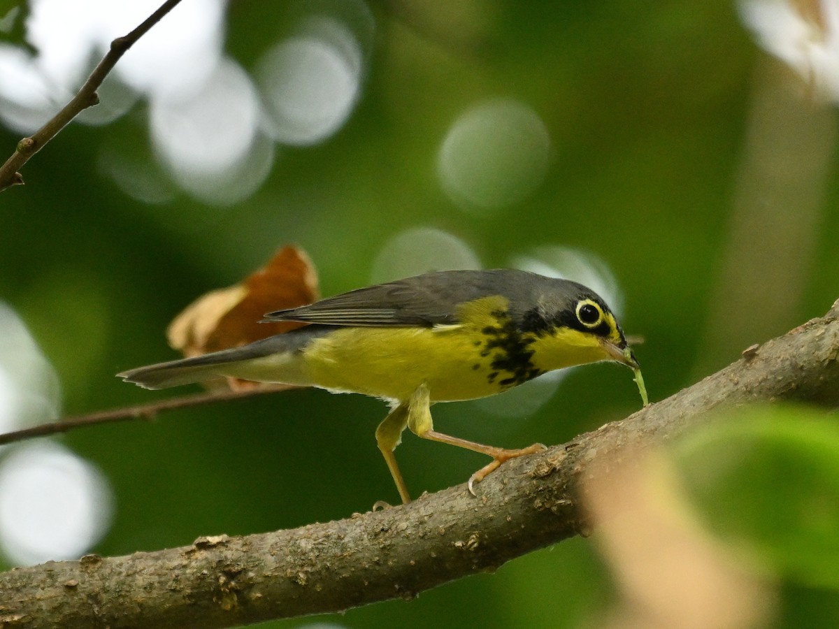 Canada Warbler - ML642069916