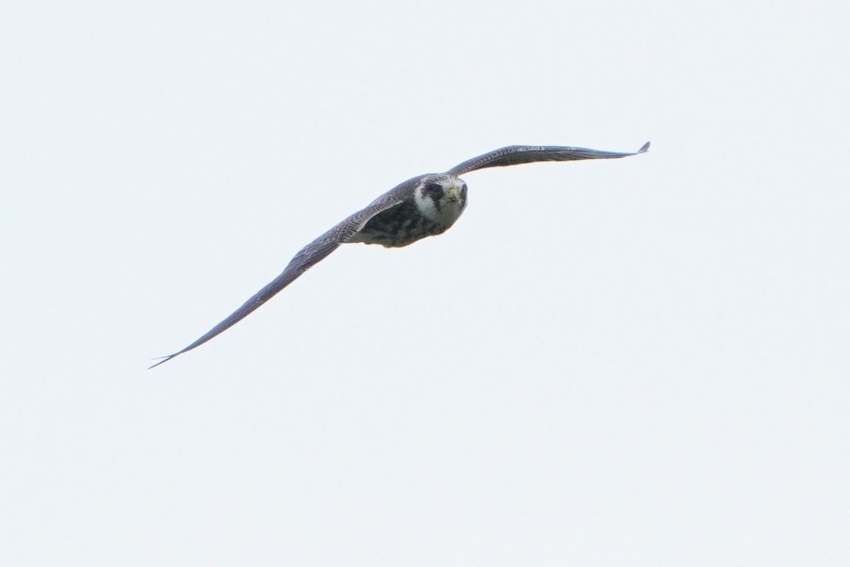 Red-footed Falcon - ML642069925