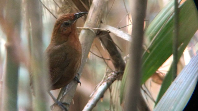 Musician Wren (Ferruginous) - ML642069934
