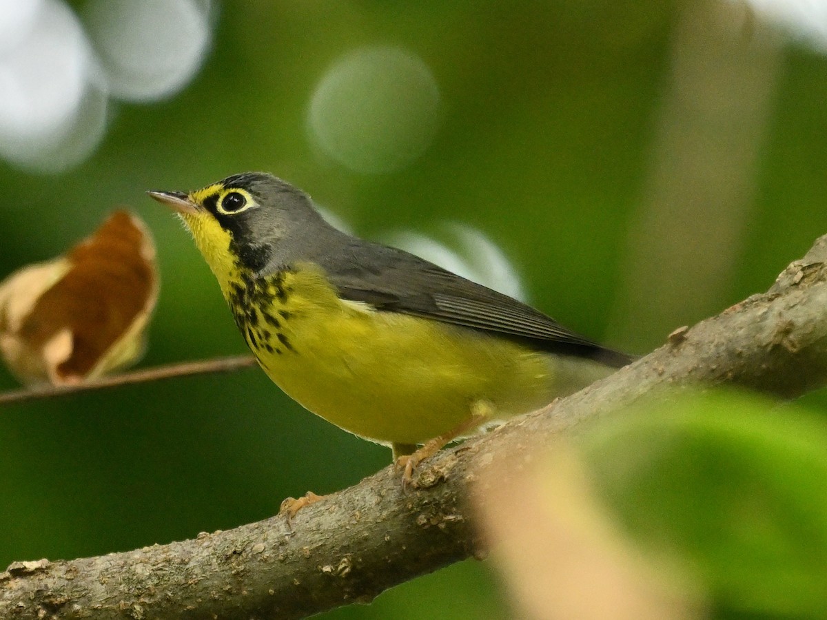 Canada Warbler - ML642069939