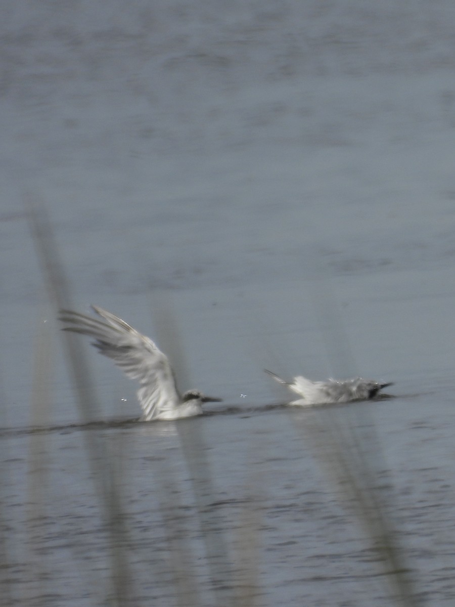Forster's Tern - ML642069942