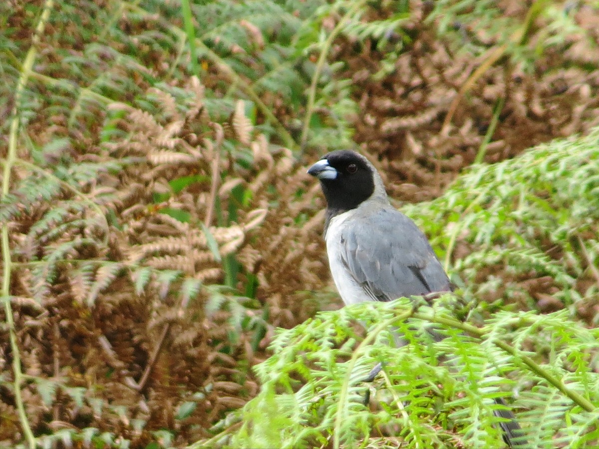 Black-faced Tanager - ML642069960