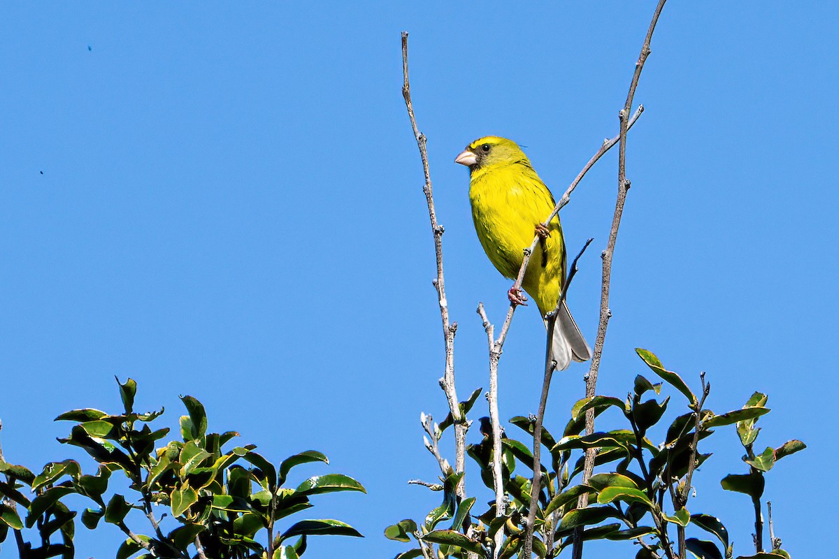 Brimstone Canary - ML642069966