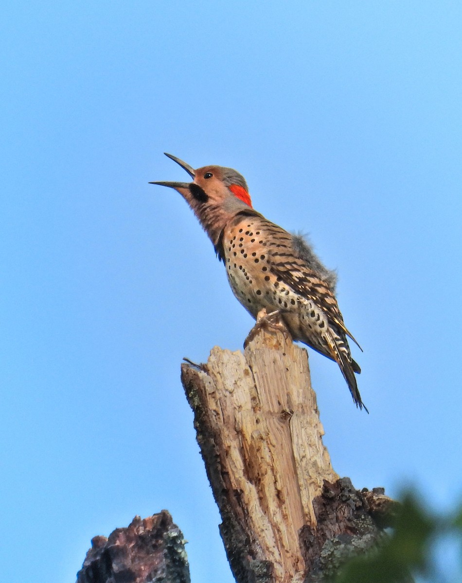 Northern Flicker (Yellow-shafted) - ML642069978