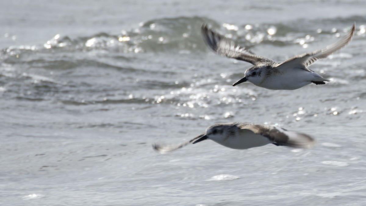 Sanderling - ML642069983