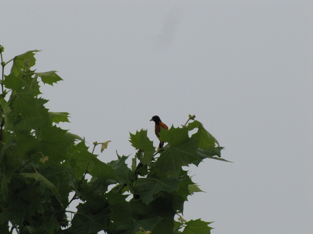 Baltimore Oriole - ML642070010