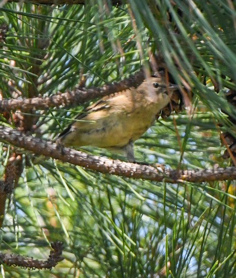 Pine Warbler - ML642070016