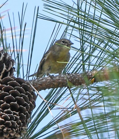 Pine Warbler - ML642070017
