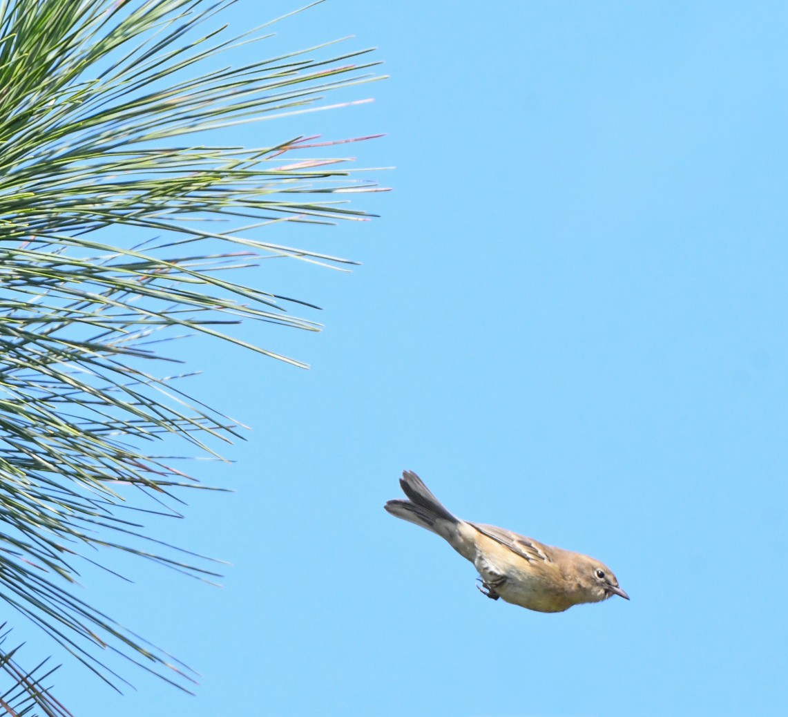 Pine Warbler - ML642070018