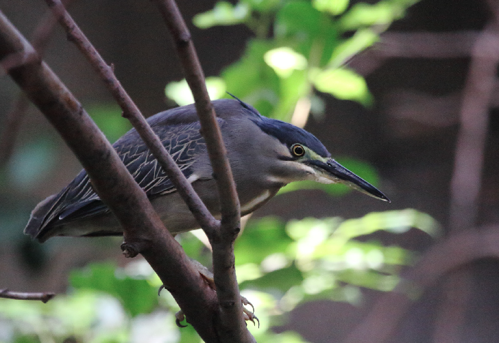 Green Heron - ML642070025