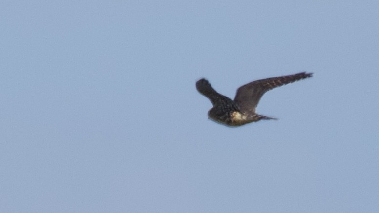Merlin - ML642070026