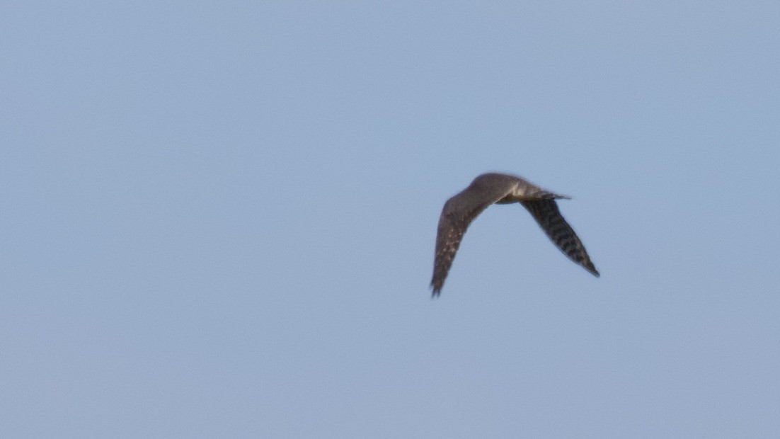 Merlin - ML642070028