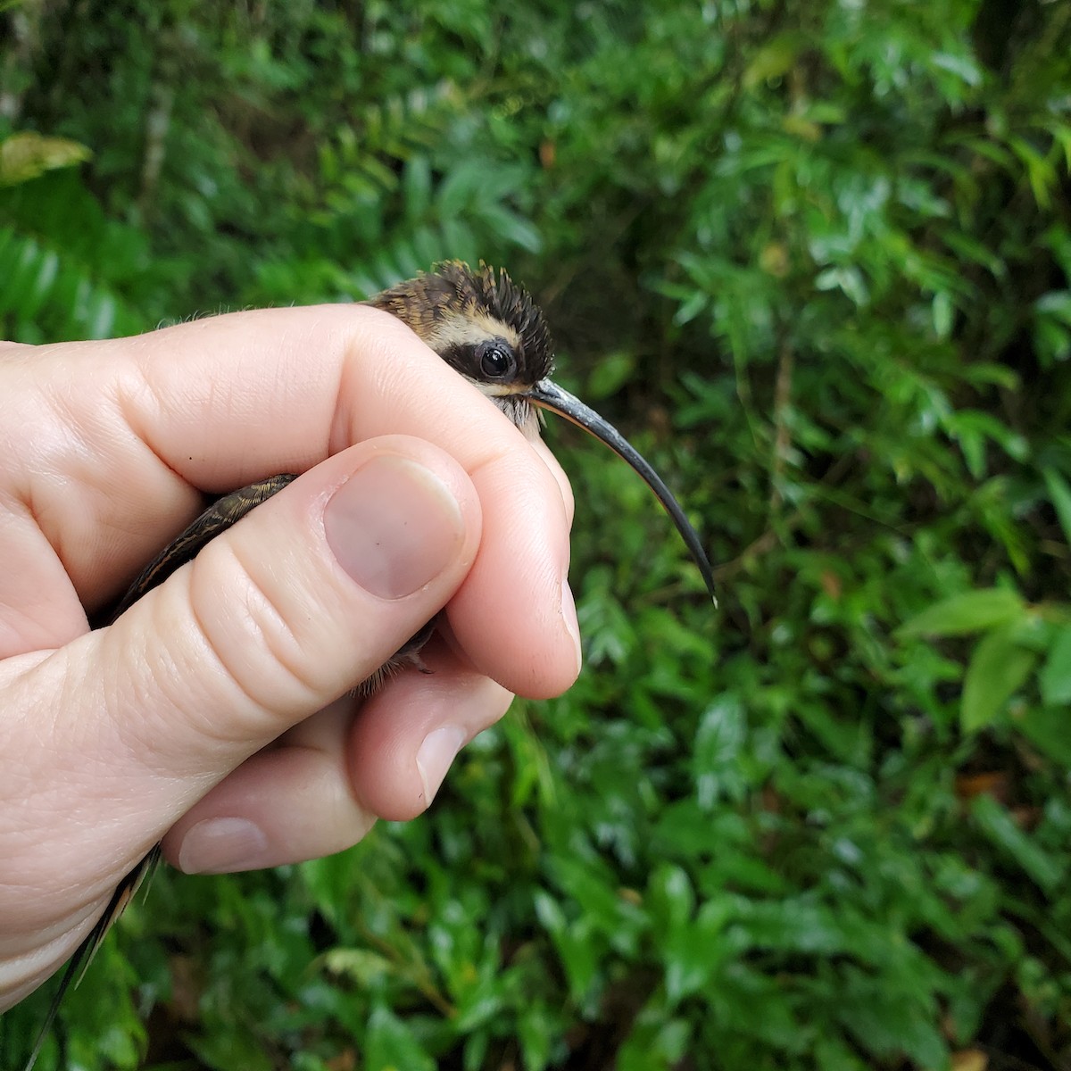 Long-billed Hermit - ML642070030