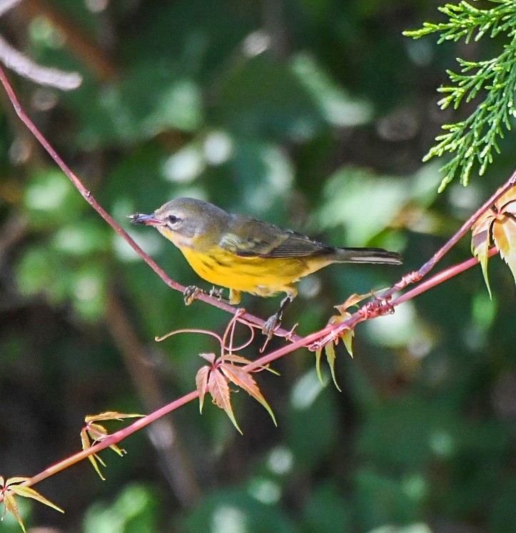Prairie Warbler - ML642070032
