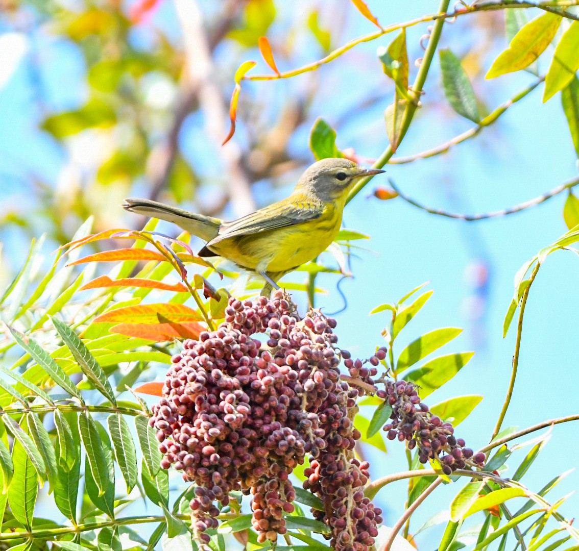 Prairie Warbler - ML642070033