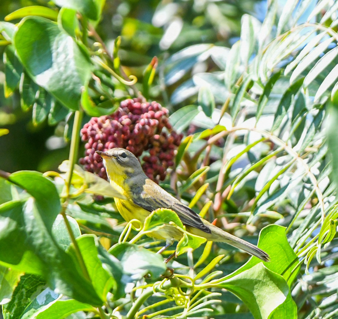 Prairie Warbler - ML642070034