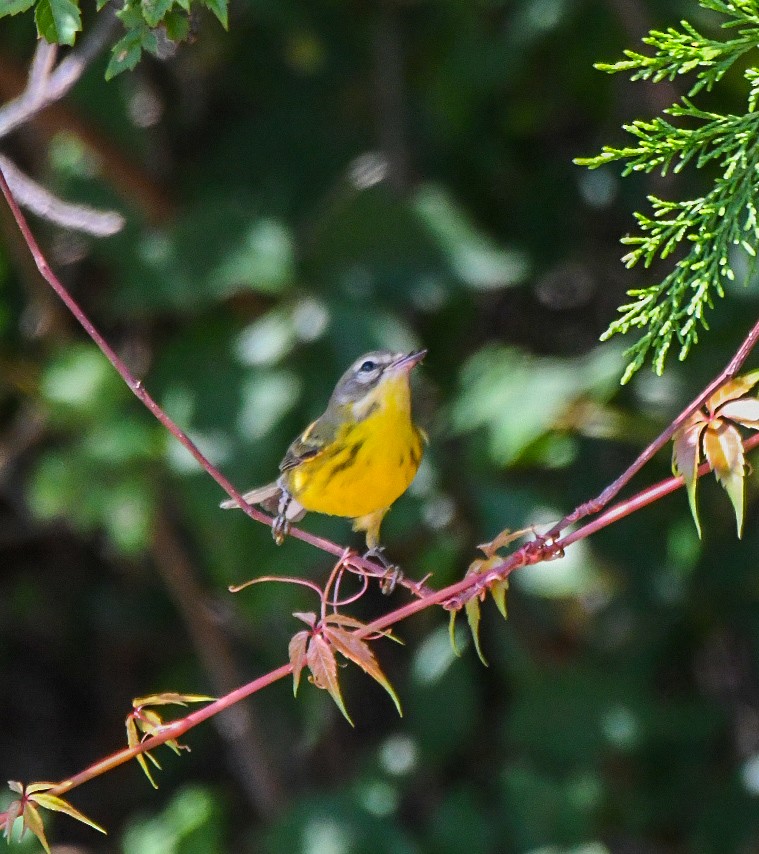 Prairie Warbler - ML642070035