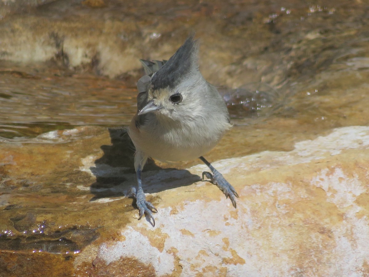Black-crested Titmouse - ML642070043