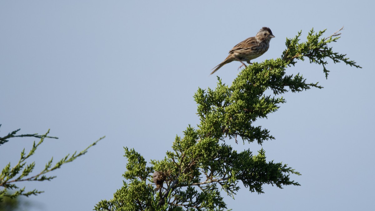 Song Sparrow - ML642070044