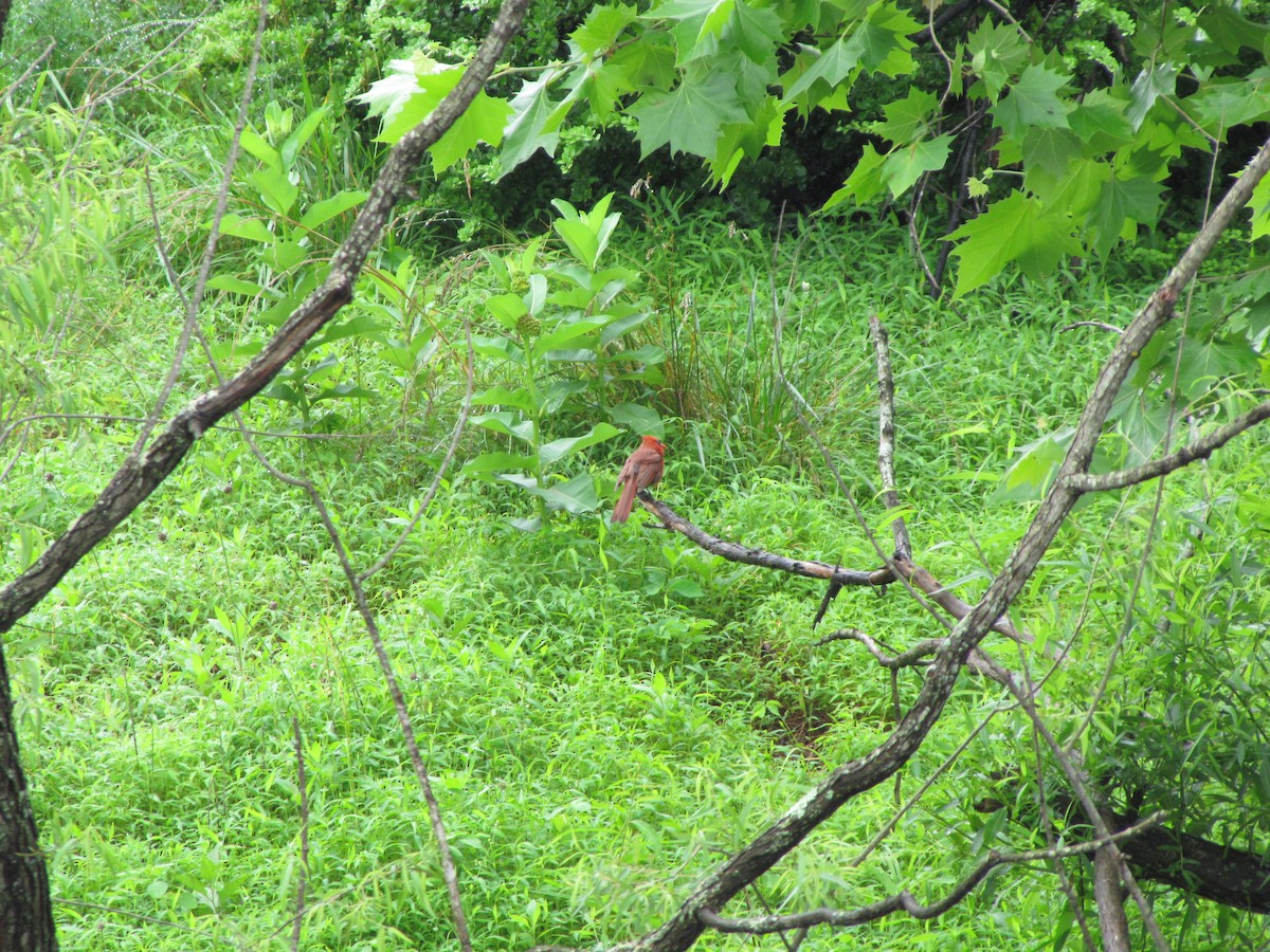 Northern Cardinal - ML642070045