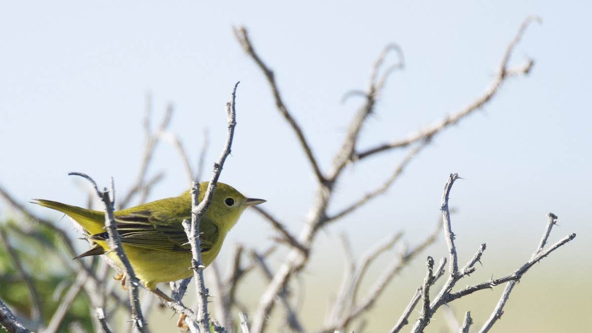 Yellow Warbler - ML642070047