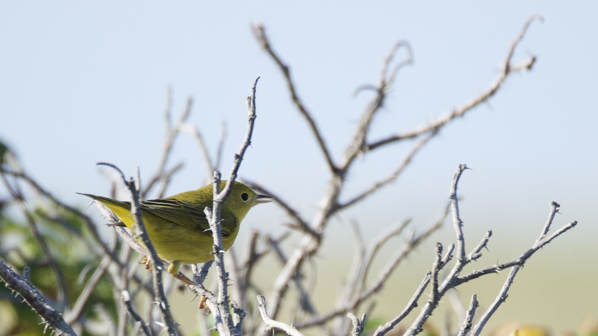 Yellow Warbler - ML642070048