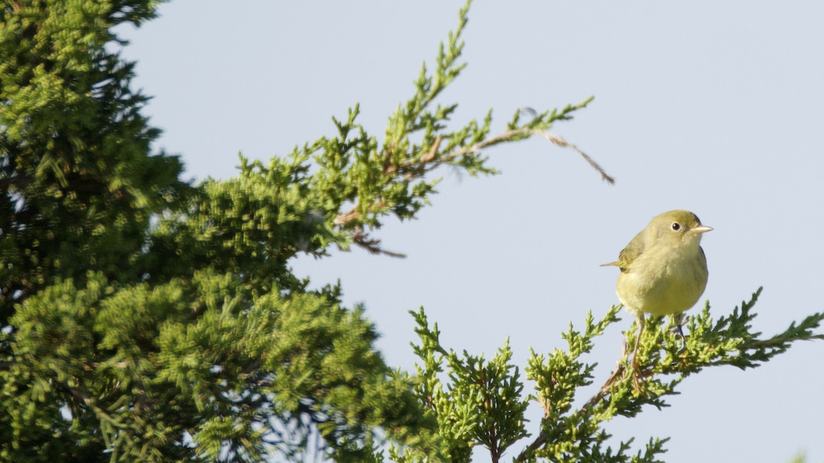 Yellow Warbler - ML642070049