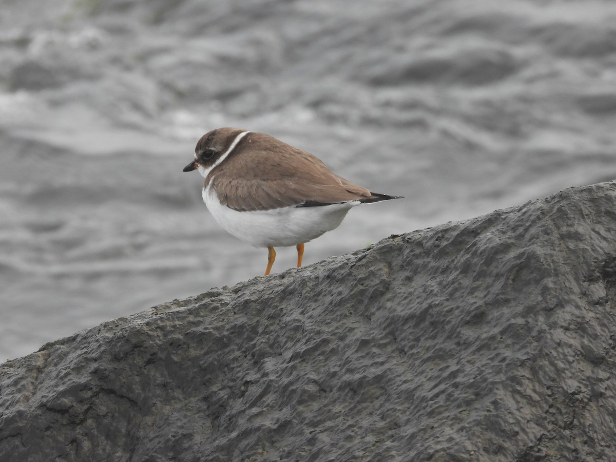 Semipalmated Plover - ML642070050