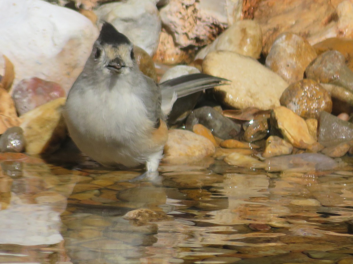 Black-crested Titmouse - ML642070051