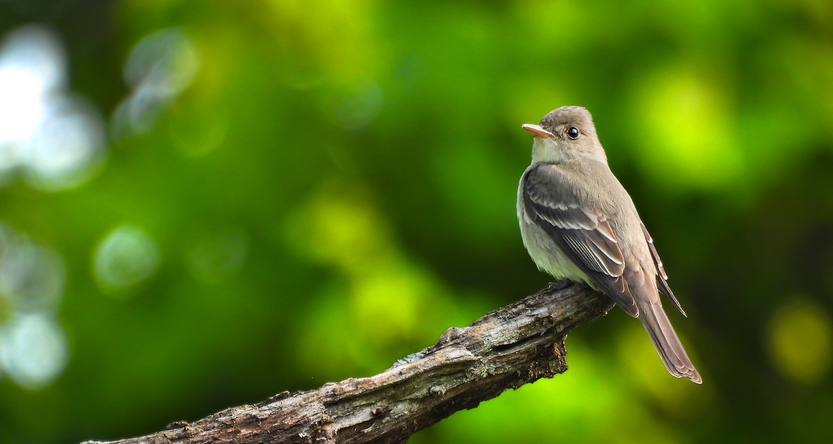Eastern Wood-Pewee - ML642070052