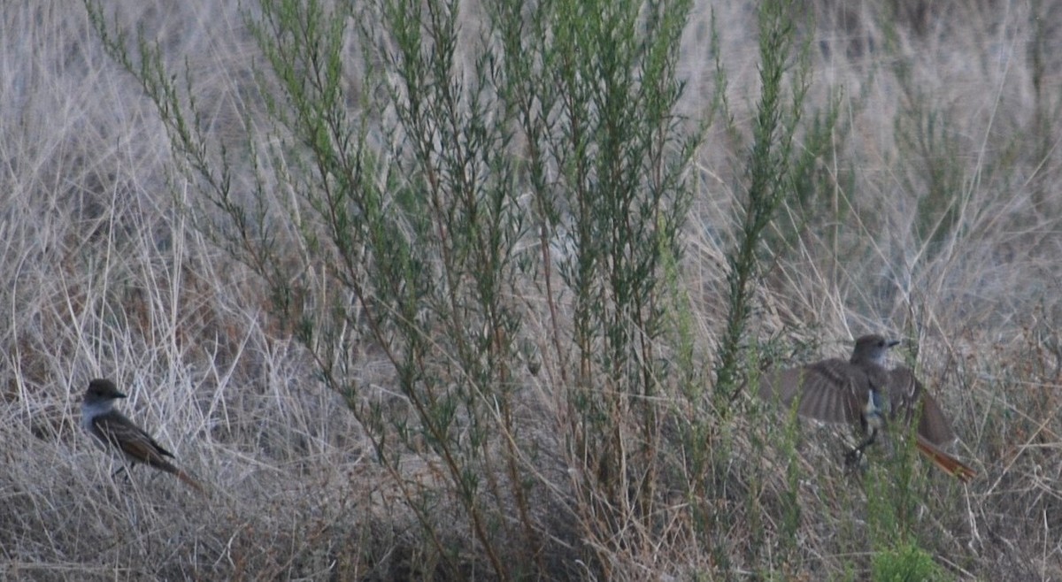 Ash-throated Flycatcher - ML642070055