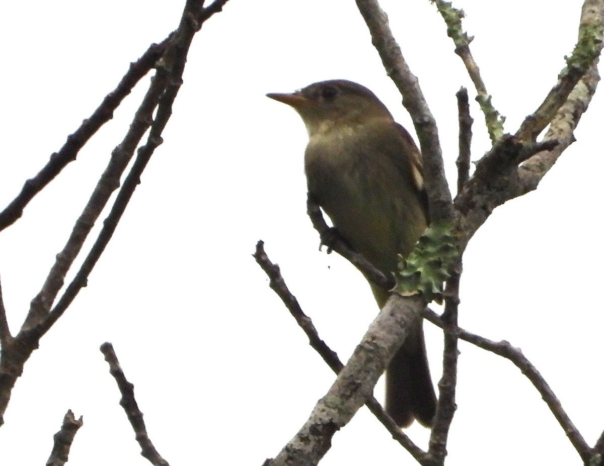Least Flycatcher - ML642070056