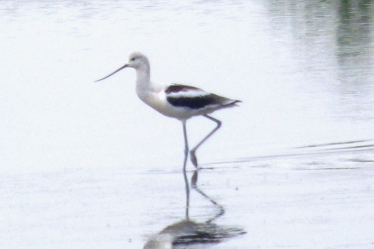 American Avocet - ML642070057