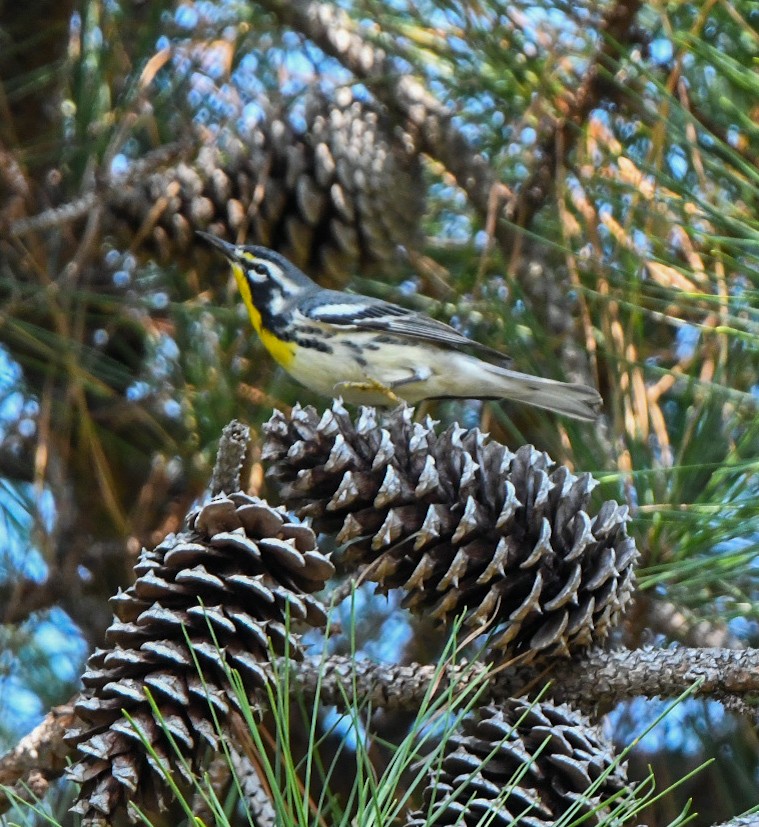 Yellow-throated Warbler - ML642070058