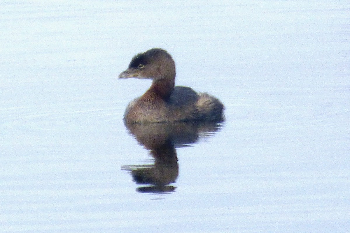 Pied-billed Grebe - ML642070064