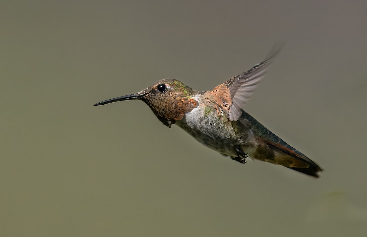 Anna's x Rufous Hummingbird (hybrid) - ML642070069