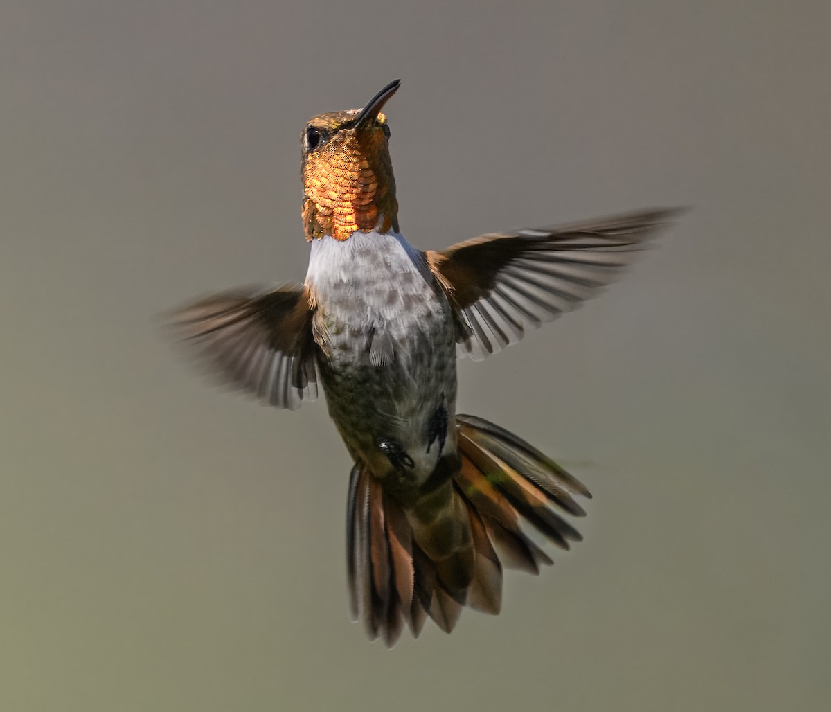 Anna's x Rufous Hummingbird (hybrid) - ML642070070
