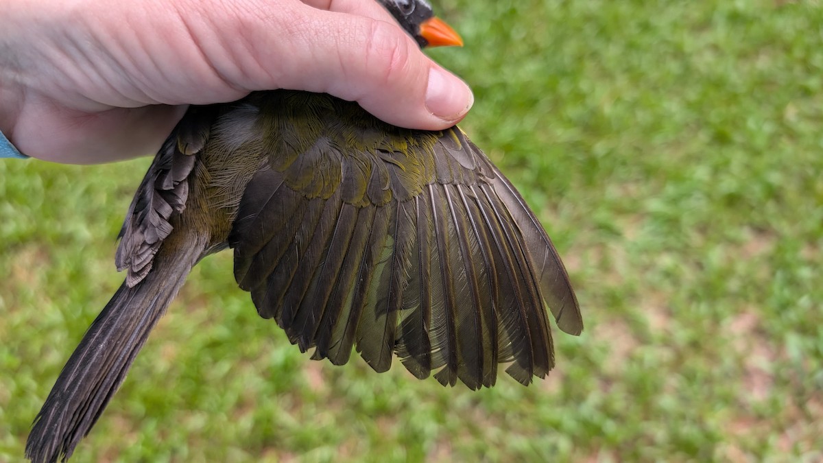 Orange-billed Sparrow - ML642070083