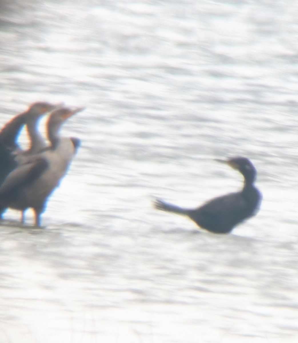 Cormoran vigua - ML642070084
