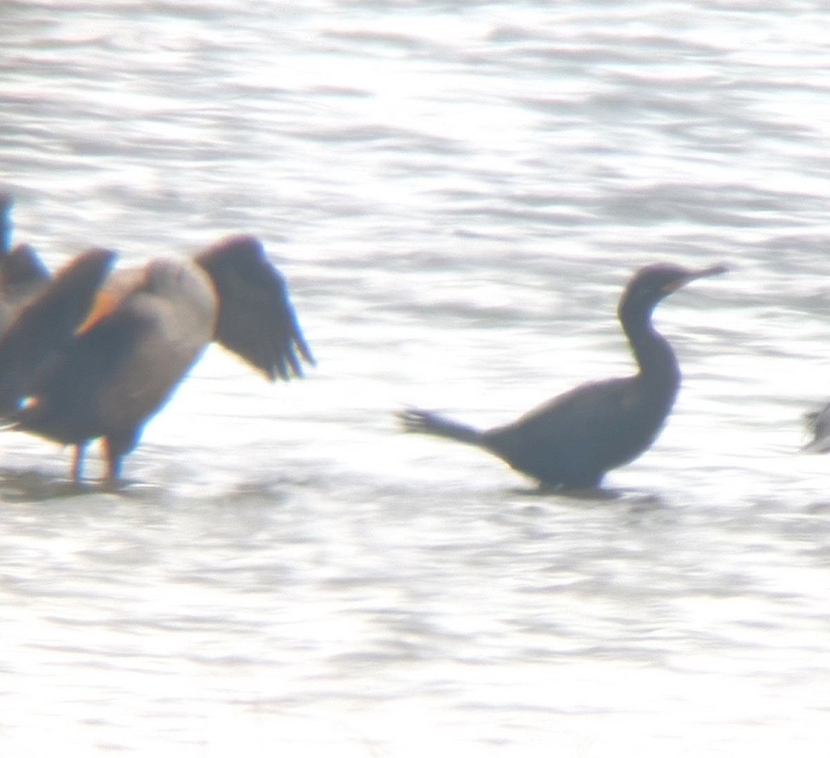 Cormoran vigua - ML642070088
