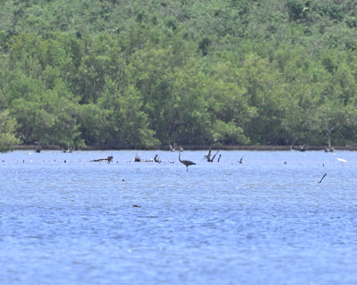 Great Blue Heron - ML642070097