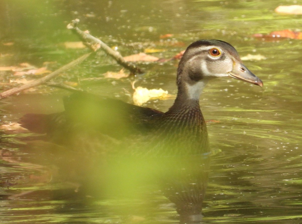 Wood Duck - ML642070099